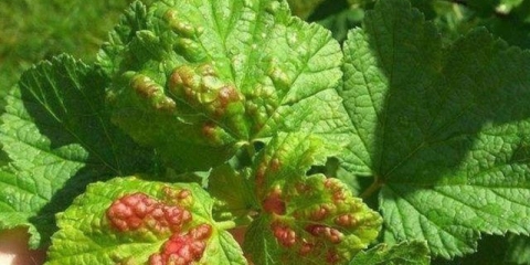 Rđa na ribizli: kako se boriti, fotografija